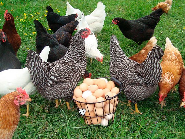 Содержание кур и уход за ними | ЗооТом - продажа, вязка и услуги для животных в Гороховце