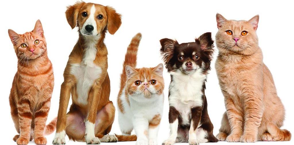 Доска объявлений о животных | ЗооТом - продажа, вязка и услуги для животных в Гороховце