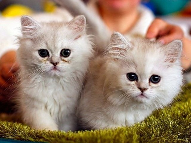 Породы кошек в Гороховце | ЗооТом портал о животных