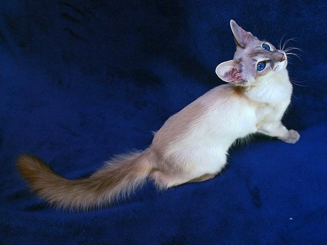 Выведенные породы кошек в Гороховце | ЗооТом портал о животных