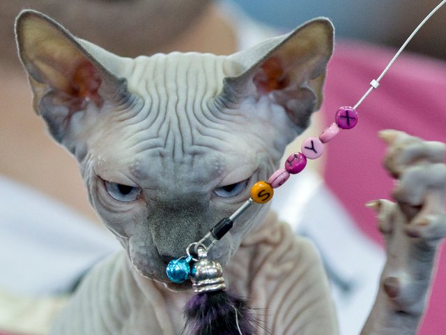 Выставки кошек в Гороховце | ЗооТом портал о животных