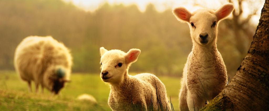 Объявления о сельскохозяйственных животных | ЗооТом - продажа, вязка и услуги для животных в Гороховце