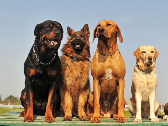 Крупные породы собак в Гороховце | ЗооТом портал о животных