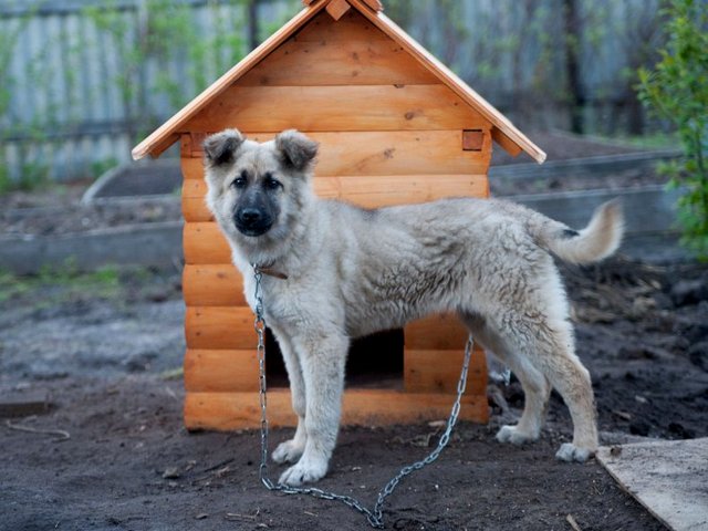 Все о собаках в Гороховце Все о собаках в Гороховце